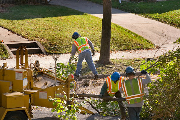 Leaf Removal in Burke Centre, VA