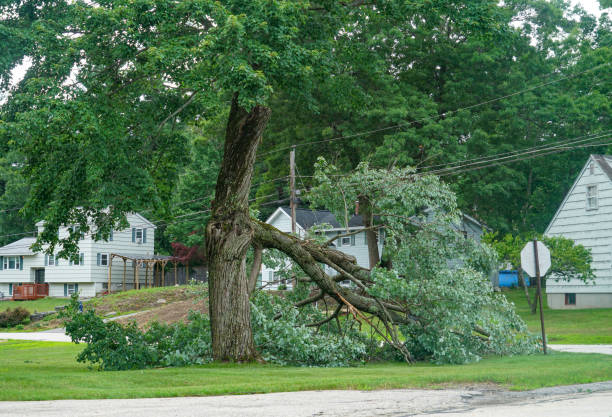 Why Choose Our Tree Removal Services in Burke Centre, VA?