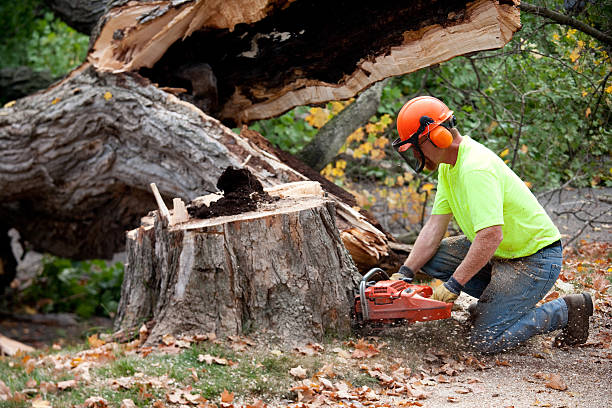 Best Tree and Shrub Care  in Burke Centre, VA